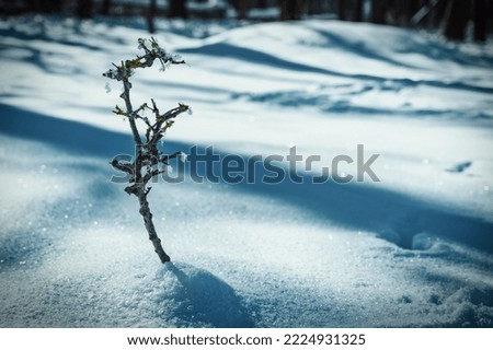 tiny youn tree inside snow in winter