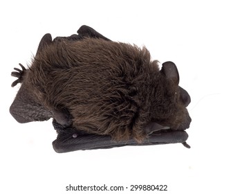 Tiny young bat sleeping. With tick.