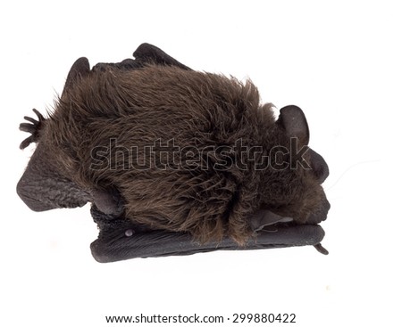 Tiny young bat sleeping. With tick.