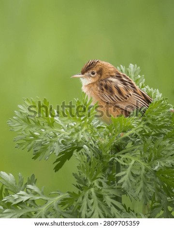 Tiny zitting cisticola cisticola juncidis perched on top of a green plant. Close up portrait of a small songbird in its natural habitat, wildlife photography.