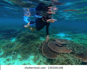 Tioman Island Corals