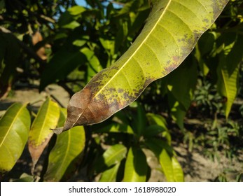 Tip Burned Alive Leaf Hopeful For Sunshine