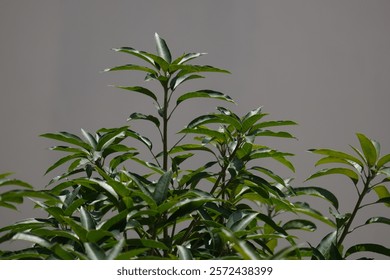 the tip of a mango tree