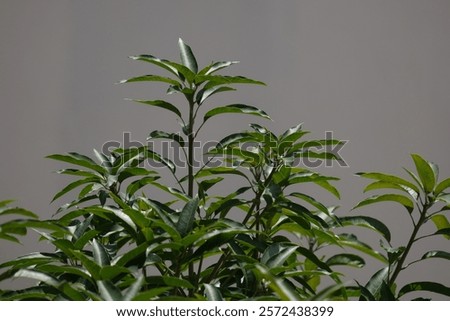the tip of a mango tree