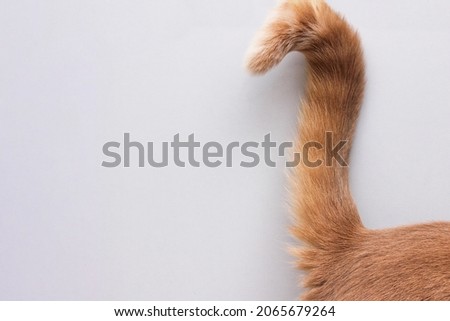 The tip of the tail of a red cat. The tail is a ringlet. copy space