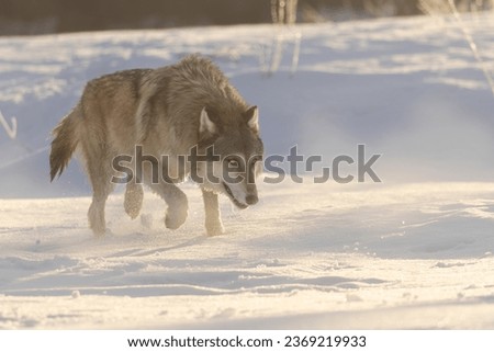 Tip Toe Through Immaculate Mist. Adult North American Gray Wolf (Canis Lupus) plods its way over snow covered ground as day breaks in the frozen tundra landscape. Taken in controlled conditions. 