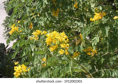 Tipa or Rosewood (Tipuana tipu) in bloom - Shutterstock ID 1912002301