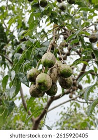 Tipe kedondong fruit in the tree