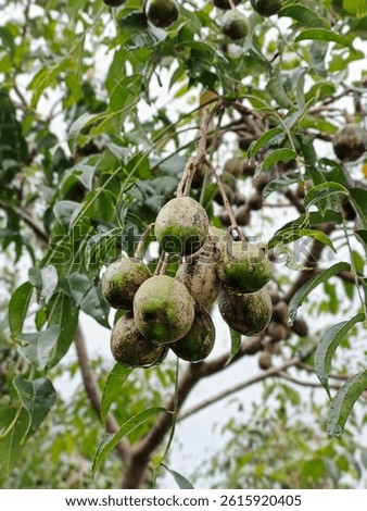Tipe kedondong fruit in the tree