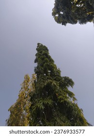 the tips of the trees rose into the blue sky