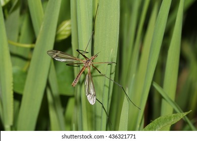 Tipulidae