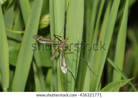 Tipulidae