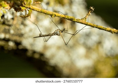 Tipulidae side view resting up side down on branch in sunlight