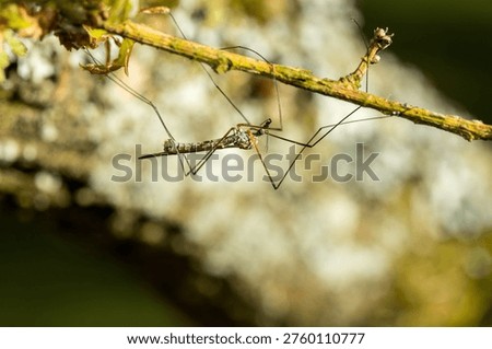 Tipulidae side view resting up side down on branch in sunlight