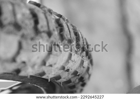 Similar – Image, Stock Photo asparagus plant Plant Leaf