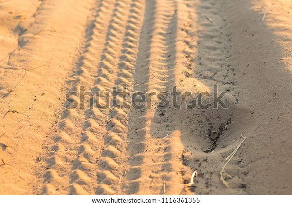Tire marks\
in a golden sand in sunset going\
forward