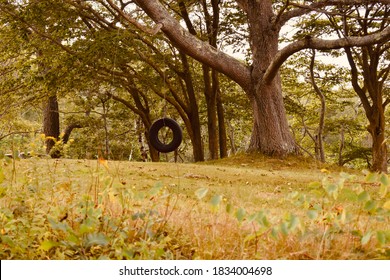 Tire Swing In A Field