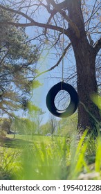 Tire Swing Hanging From A Tree In The Backyard Afternoon Day Sunset