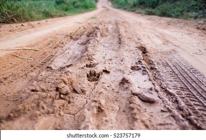 Tire Track On Muddy Road With Dog Paw Print In A Middle.