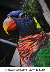 Tired And Angry Parrot Look So Cute