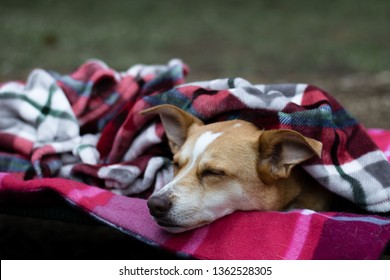 Tired Australian Shepherd Red Heeler Mix On A Dog Cot Snuggled In A Blanket While Camping