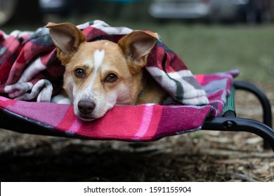 Tired Australian Shepherd Red Heeler Mix On A Dog Cot Snuggled In A Blanket While Camping