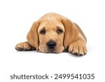 Tired baby Labrador dog puppy, laying head down facing front. Looking straight to camera with droopy eyes. Isolated on a white background.