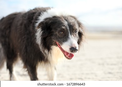 Tired Border Collie Dog Panting And Walking On The Beach Looking At The Camera.