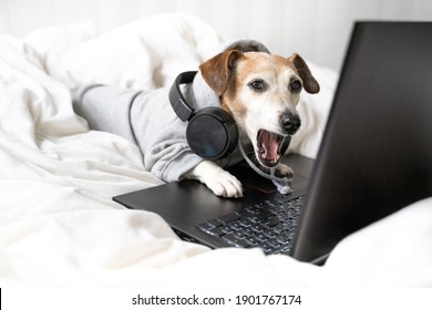 Tired Bored Dog Jack Russell Terrier  Yawns In Grey Hoodie And Headphones Using Laptop Computer In White Bed. Freelancer Working Remotely. Speaking, Open Mouth In Surprise, Shocked