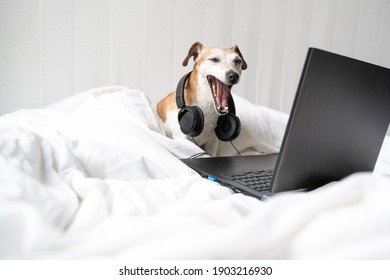 Tired, Bored Yawning Dj Dog Listening Singing To Music In White Bed With Headphones And Laptop Computer. Boring Online Meeting. Working Remotely. Funny Pet Jack Russell Terrier Freelancer Home Office 