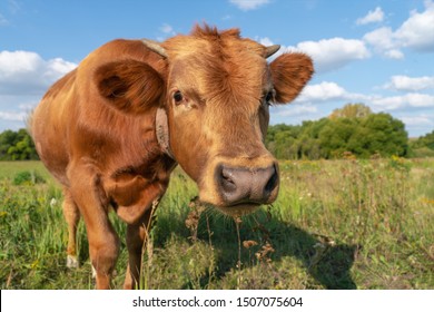 A tired brown calf walks through a green meadow, stretching his head forward