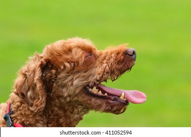 Tired brown poodle panting for air, tongue hanging out
