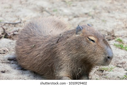 73 Capybara ecuador zoo Images, Stock Photos & Vectors | Shutterstock