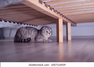 Tired Cat Hides Under The Bed