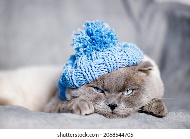 tired cat in a knitted blue hat on a gray background