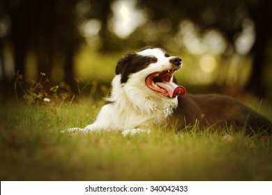 tired and dehydrated beautiful adult border collie dog or shepherd puppy in summer nature