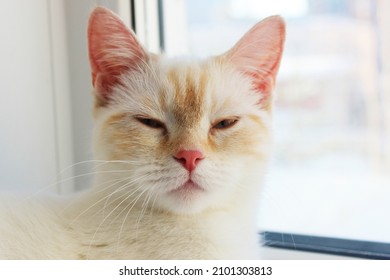 Tired Distant, Angry Suspicious Cat. Cute Beautiful White Cat With Blue Eyes. Fluffy White Fur. Red Ears And Tail. Sits On A Bright Background And Looks At The Camera With Big Eyes Surprised Cat Face