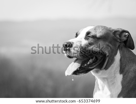 Similar – spring tiredness Dog