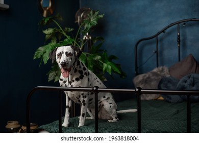 A Tired Dog In Bed. Dalmatian Dog Misses Its Owner. The Dog Lies On The Owner's Bed And Waits For Him. Copy Space