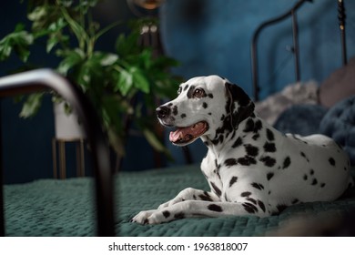 A Tired Dog In Bed. Dalmatian Dog Misses Its Owner. The Dog Lies On The Owner's Bed And Waits For Him. Copy Space