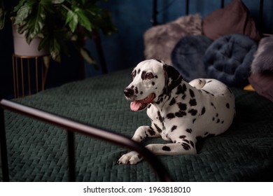 A Tired Dog In Bed. Dalmatian Dog Misses Its Owner. The Dog Lies On The Owner's Bed And Waits For Him. Copy Space