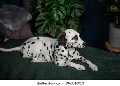 A Tired Dog In Bed. Dalmatian Dog Misses Its Owner. The Dog Lies On The Owner's Bed And Waits For Him. Copy Space