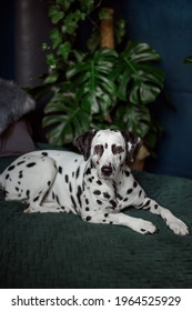 A Tired Dog In Bed. Dalmatian Dog Misses Its Owner. The Dog Lies On The Owner's Bed And Waits For Him. Copy Space