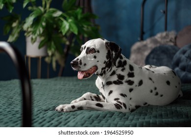 A Tired Dog In Bed. Dalmatian Dog Misses Its Owner. The Dog Lies On The Owner's Bed And Waits For Him. Copy Space