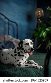 A Tired Dog In Bed. Dalmatian Dog Misses Its Owner. The Dog Lies On The Owner's Bed And Waits For Him. Copy Space