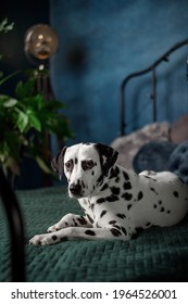 A Tired Dog In Bed. Dalmatian Dog Misses Its Owner. The Dog Lies On The Owner's Bed And Waits For Him. Copy Space