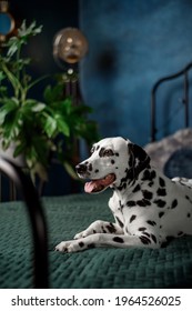 A Tired Dog In Bed. Dalmatian Dog Misses Its Owner. The Dog Lies On The Owner's Bed And Waits For Him. Copy Space