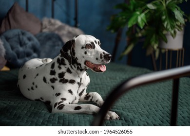 A Tired Dog In Bed. Dalmatian Dog Misses Its Owner. The Dog Lies On The Owner's Bed And Waits For Him. Copy Space