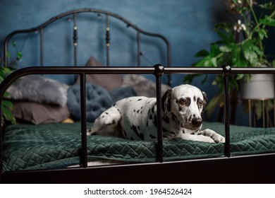 A Tired Dog In Bed. Dalmatian Dog Misses Its Owner. The Dog Lies On The Owner's Bed And Waits For Him. Copy Space