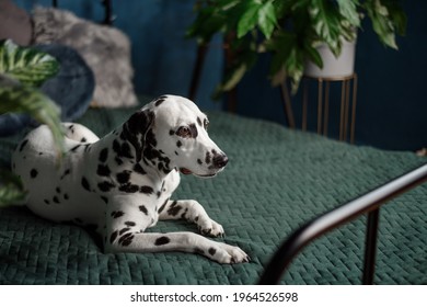 A Tired Dog In Bed. Dalmatian Dog Misses Its Owner. The Dog Lies On The Owner's Bed And Waits For Him. Copy Space